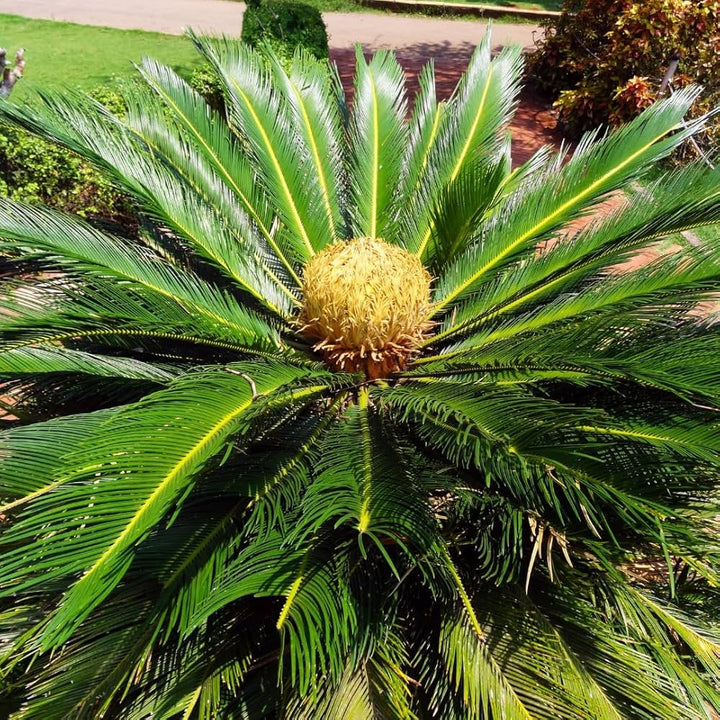 Green Cycads Flower Seeds for Planting - Heirloom, Non-GMO, High Germination Organic Garden Seeds
