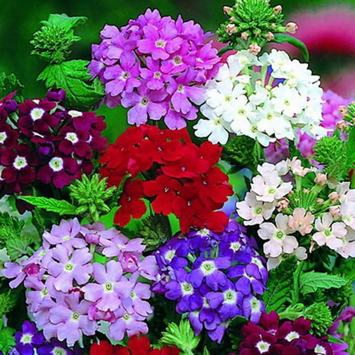 Verbena Dwarf Mix Flower Seeds for Planting – Heirloom Non-GMO, High Germination, Pollinator Friendly