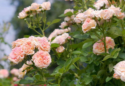 Flower Seeds, Seeds,Seeds For Planting,Plant Seeds