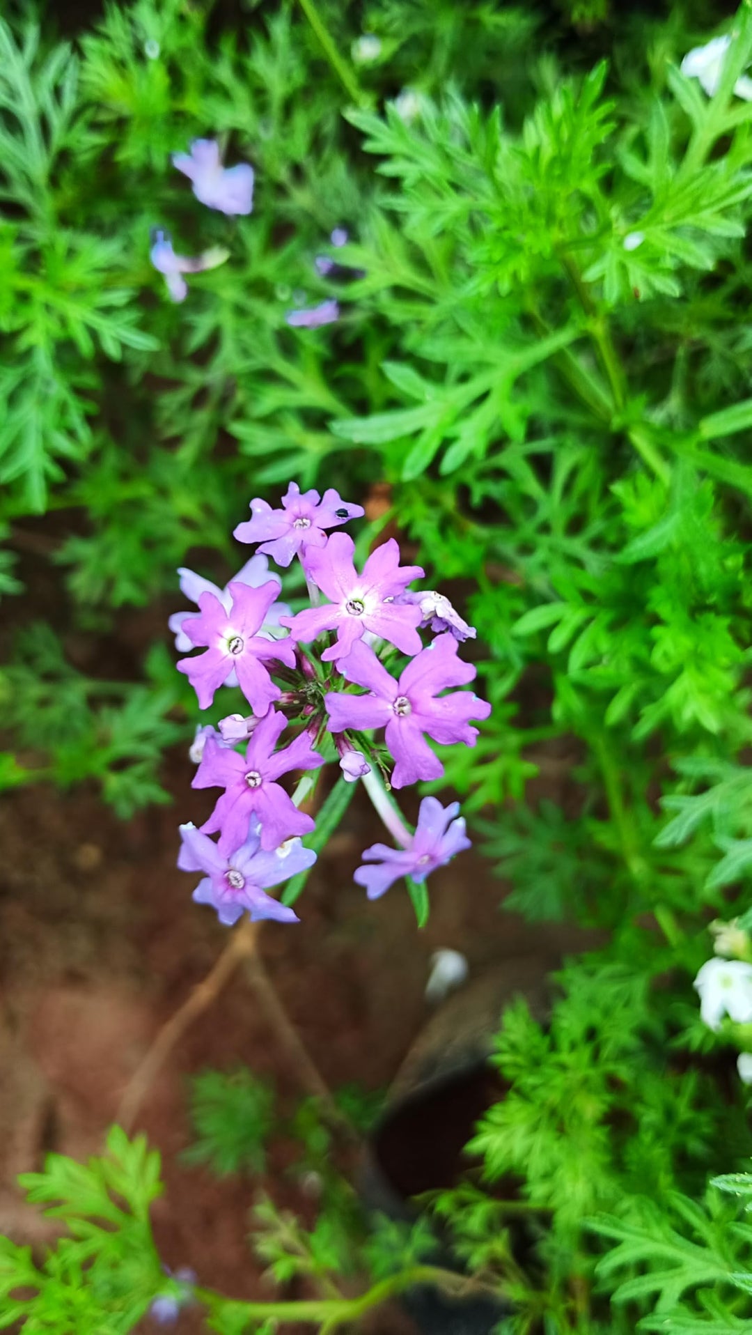 Moss Verbena Flower Seeds for Planting – Compact Growth, Heirloom, Non-GMO, Organic Garden Seeds