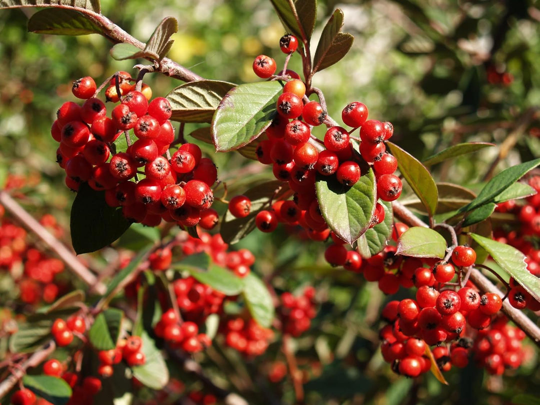 Fruit Seeds,Garden seeds, Seeds For Planting,Plant Seeds