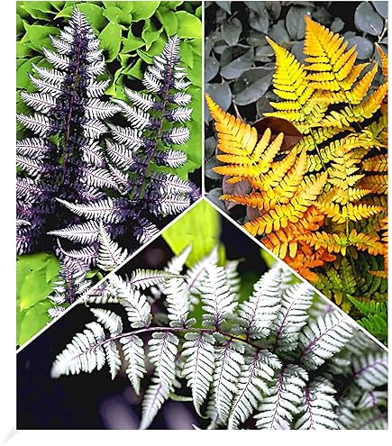 Fern for Planting Mixed Color – Seasonal Bloomer, Heirloom, Non-GMO, High Germination Organic Garden Seeds