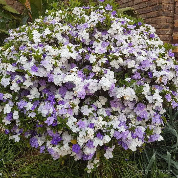 Brunfelsia Flower Seeds for Planting – Heirloom Non-GMO High Germination Organic Garden Seeds