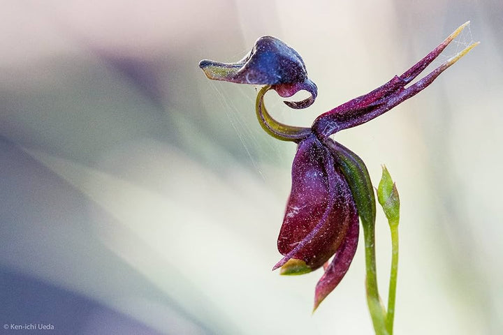 Flying Duck Orchid Purple Flower Seeds for Planting – Heirloom, Non-GMO, High Germination Organic Garden Seeds