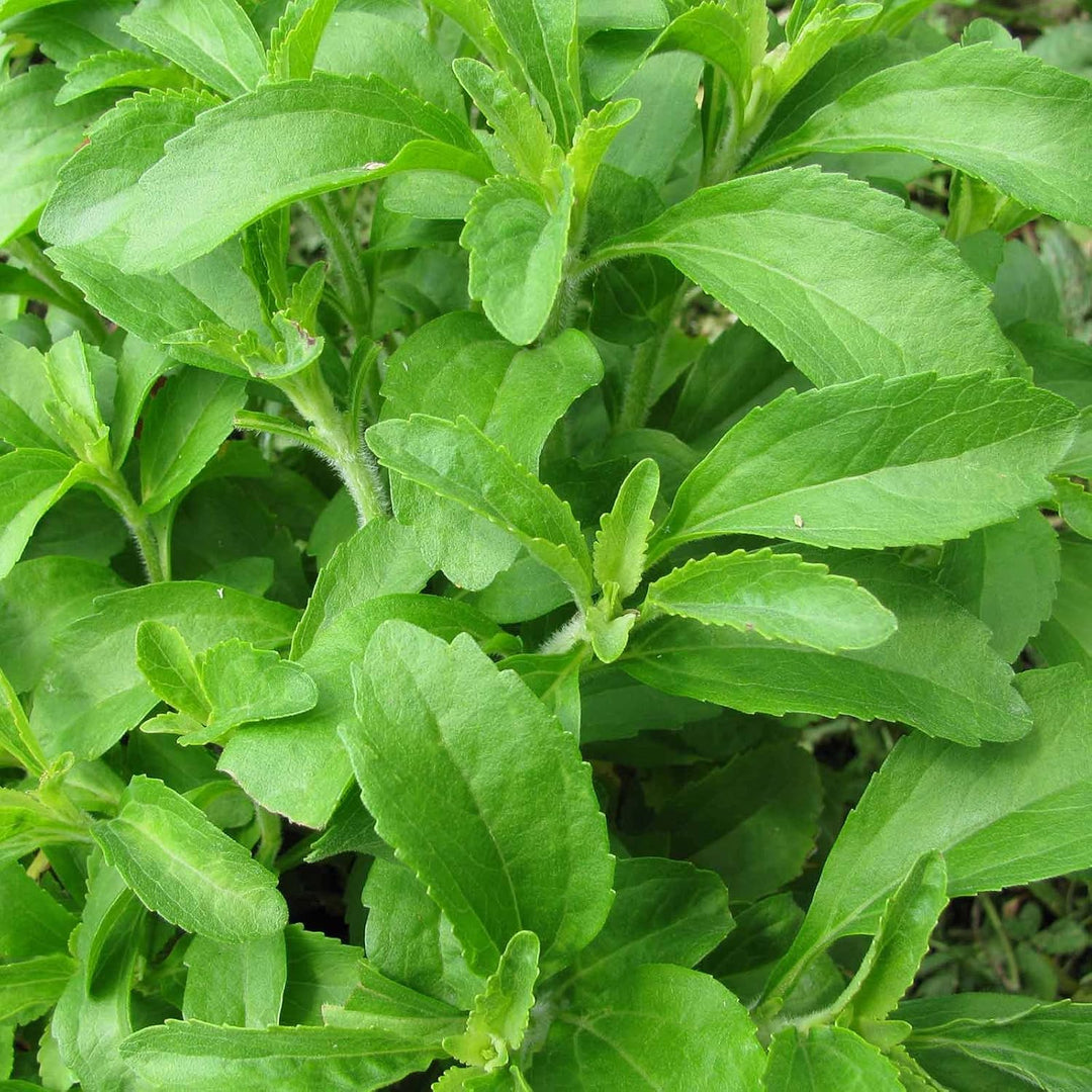 Stevia Herb seeds for planting – Heirloom & Non-GMO Garden seeds