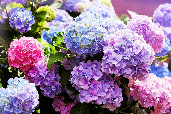 Flower Seeds, Seeds,Seeds For Planting,Plant Seeds