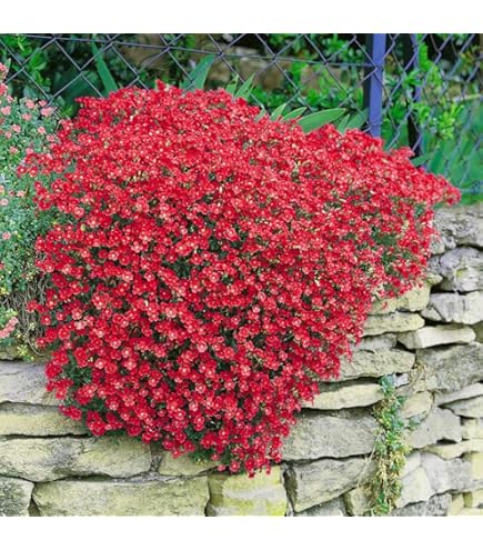 Red Rock Cress Flower Seeds for Planting - Heirloom, Non-GMO, High Germination Organic Garden Seeds