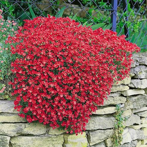 Red Aubrieta Flower Seeds for Planting – Heirloom, Non-GMO, High Germination Organic Garden Seeds