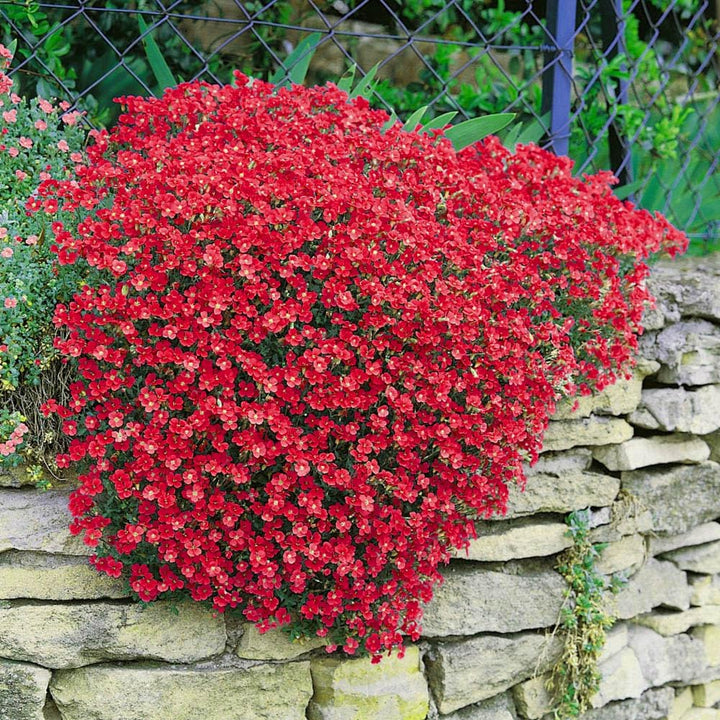 Red Aubrieta Rock Cascade Seeds for Planting – Heirloom, Non-GMO, High Germination