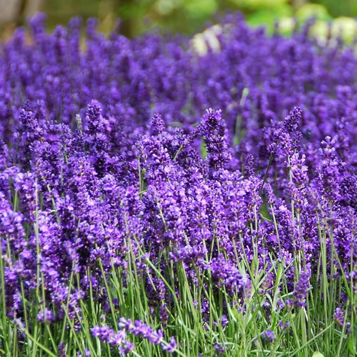 Flower Seeds, Seeds,Seeds For Planting,Plant Seeds