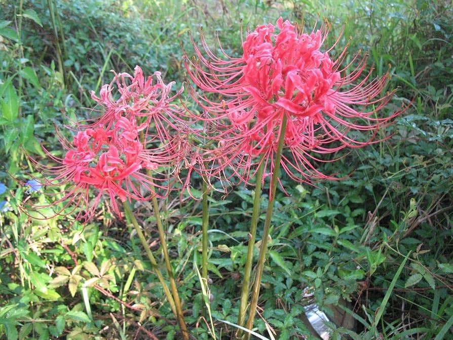 Flower Seeds, Seeds,Seeds For Planting,Plant Seeds