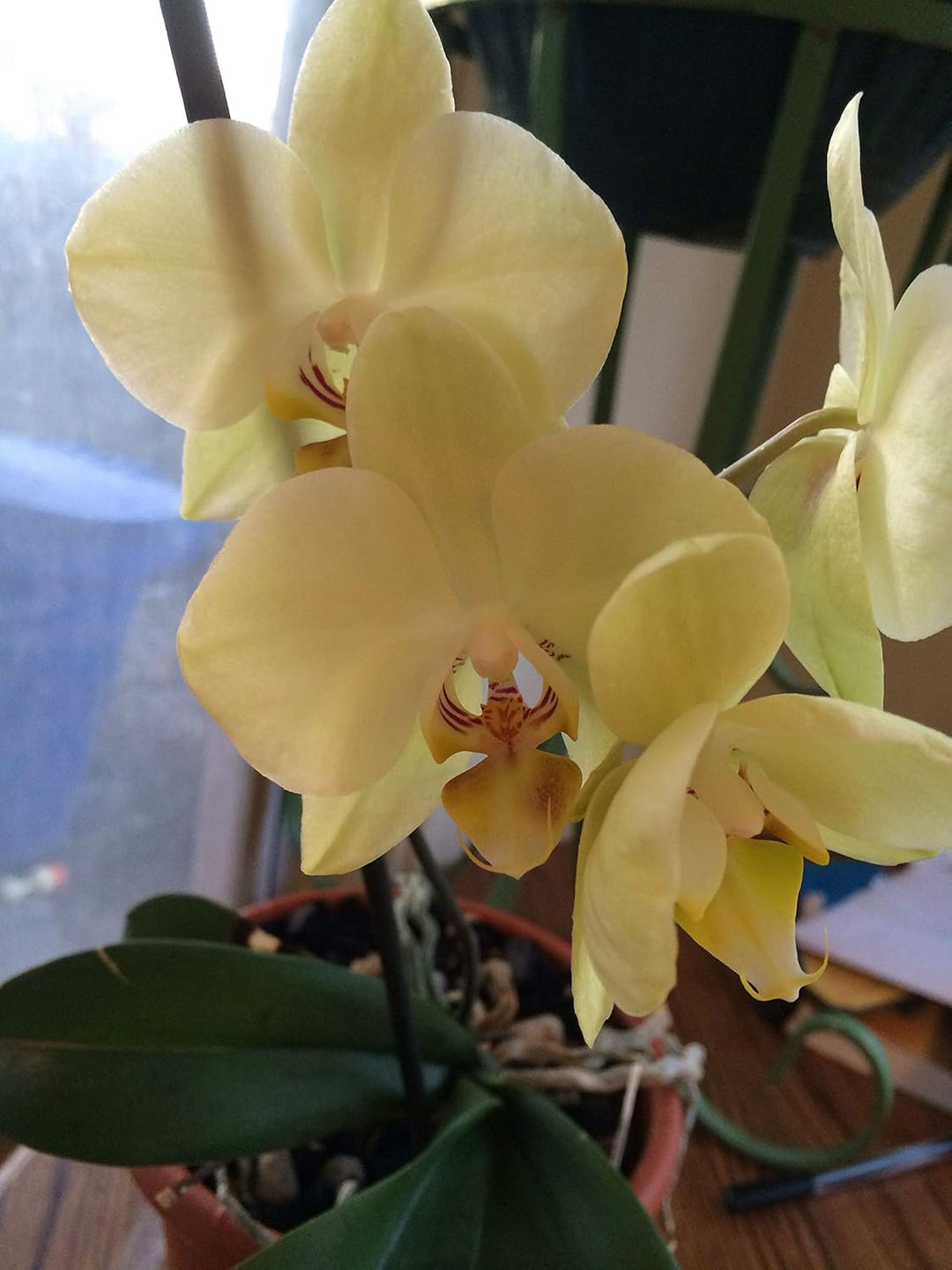 Flower Seeds, Seeds,Seeds For Planting,Plant Seeds