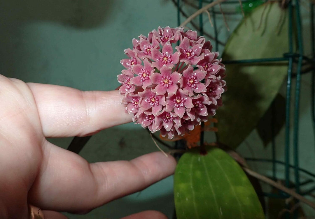 Flower Seeds, Seeds,Seeds For Planting,Plant Seeds