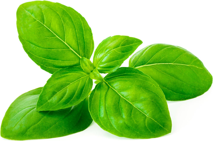 Genovese Basil Herb seeds – Heirloom, Non-GMO seeds for Planting in Home Garden