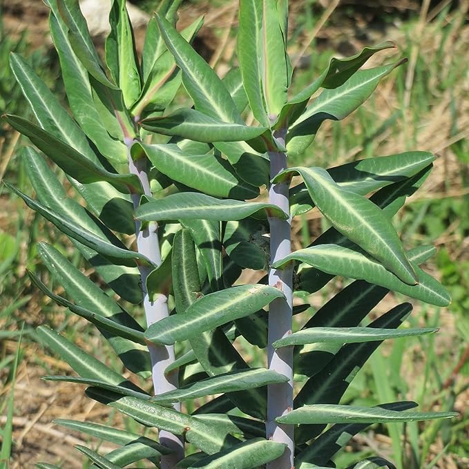 Euphorbia Lathyris Flower Seeds for Planting – Heirloom, Non-GMO, Long Bloom Season Organic Garden Seeds