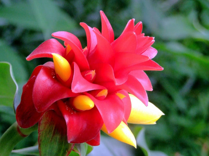 Flower Seeds, Seeds,Seeds For Planting,Plant Seeds