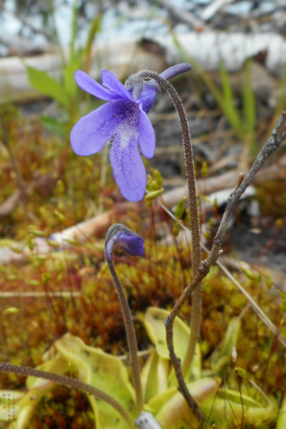 Flower Seeds, Seeds,Seeds For Planting,Plant Seeds