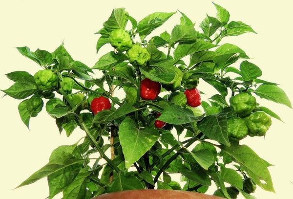 Aji Dulce Cachucha Pepper Seeds for Planting – Heirloom, Non-GMO, Sweet Caribbean – High Germination