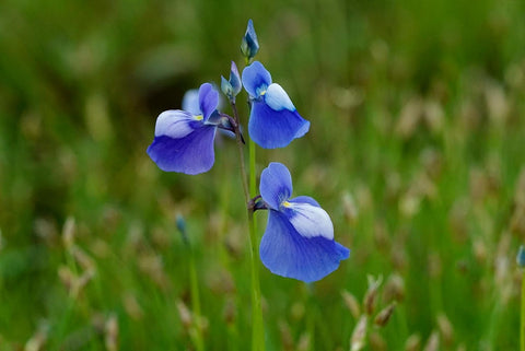 Flower Seeds, Seeds,Seeds For Planting,Plant Seeds