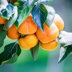 Fruit Seeds,Garden seeds, Seeds For Planting,Plant Seeds