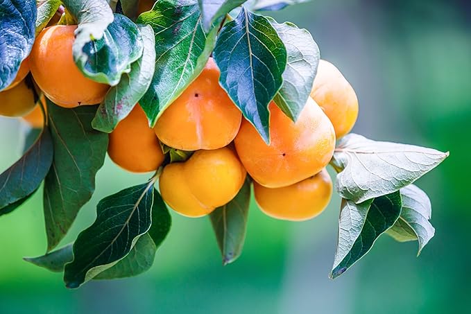 Fruit Seeds,Garden seeds, Seeds For Planting,Plant Seeds