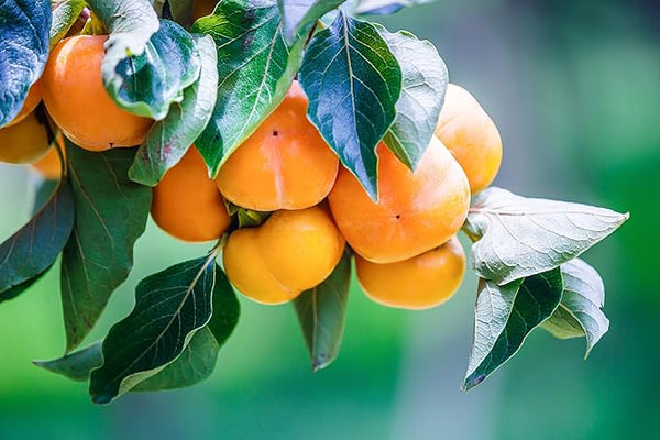 Fruit Seeds,Garden seeds, Seeds For Planting,Plant Seeds