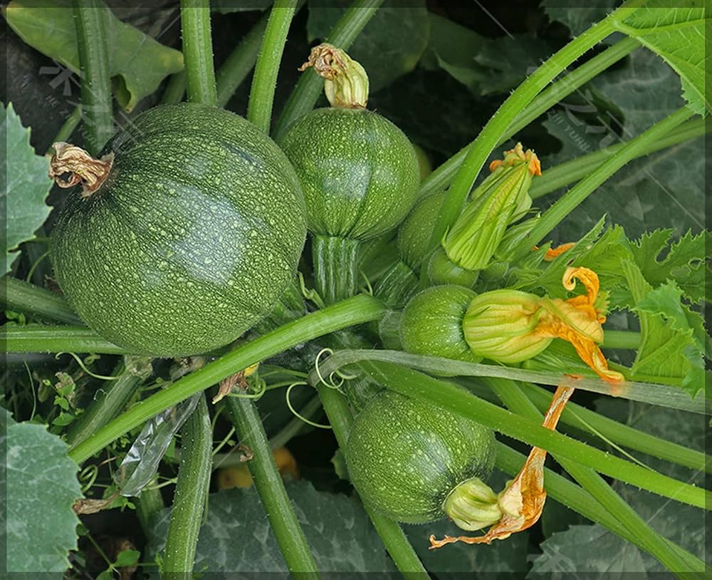 Green Round Zucchini Squash Seeds for Planting – Heirloom, Non-GMO, High-Yield Summer Vegetable Seeds