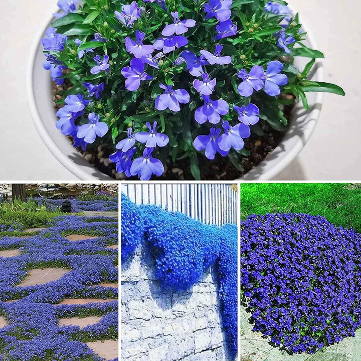 Blue Creeping Thyme Flower seeds for Planting - Cottage Garden Essential, Heirloom &amp; GMO Free Seeds for Home Garden