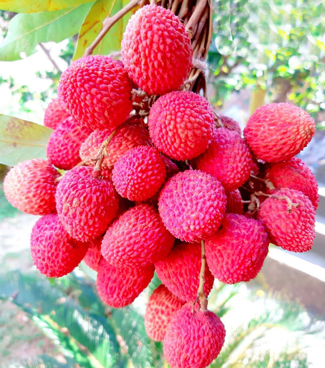 Fruit Seeds,Garden seeds, Seeds For Planting,Plant Seeds