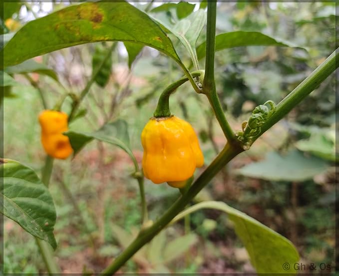 Yellow Ghost Pepper Seeds for Planting – Heirloom Non-GMO Spicy Chili Vegetable Seeds with High Germination