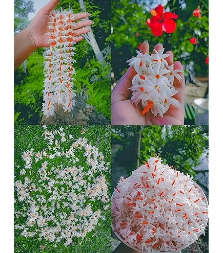 Heirloom Raat Ki Rani Flower Seeds – Non-GMO, High Germination Organic Garden Seeds