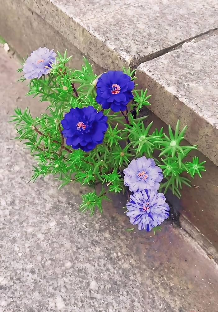 Dark Blue Nopalxochia Flower Seeds for Planting – Heirloom Non-GMO Organic Garden Seeds