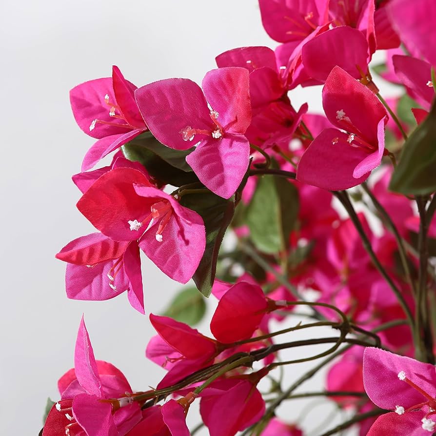 Bougainvillea Flower Seeds for Planting – Shade Tolerant Heirloom Non-GMO Organic Garden Seeds