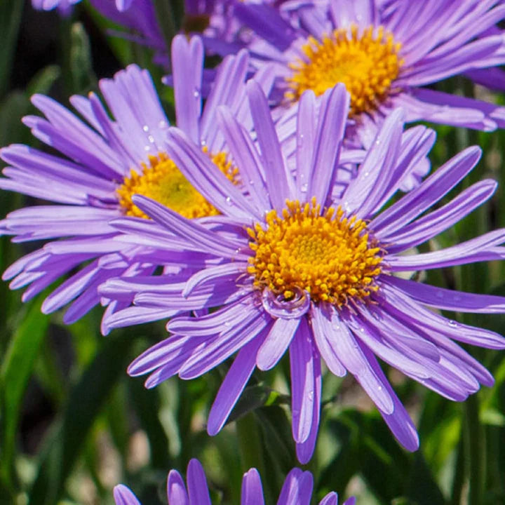 Aster Alpinus Flower Seeds – Heirloom, Non-GMO Alpine Garden Blooms