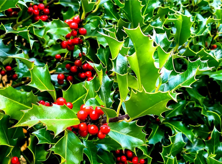 Ilex Aquifolium English Holly Plant Seeds – Heirloom, Non-GMO Seeds for Bonsai or Ornamental Garden Planting