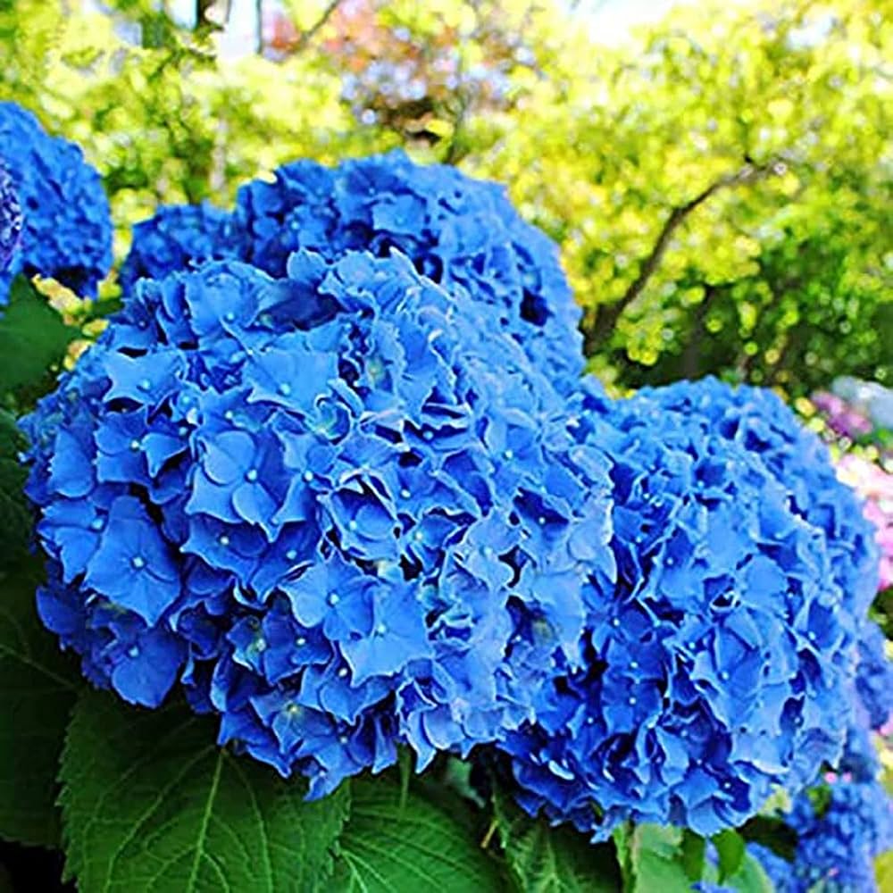 Deep Blue Hydrangea Flower Seeds for Planting – Heirloom Non-GMO, High Germination Organic Garden Seeds