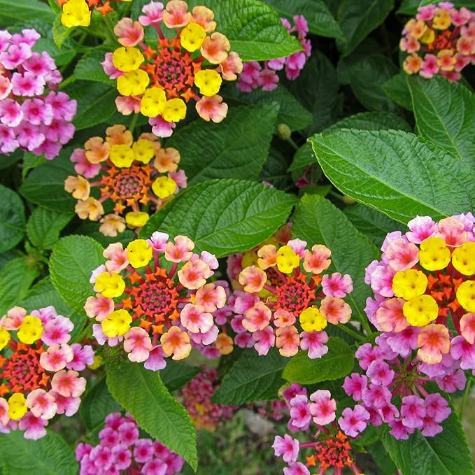 Mixed Lantana Flower Seeds for Planting – Heirloom, Non-GMO, High Germination Garden Seeds