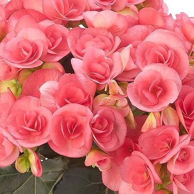 Flower Seeds, Seeds,Seeds For Planting,Plant Seeds