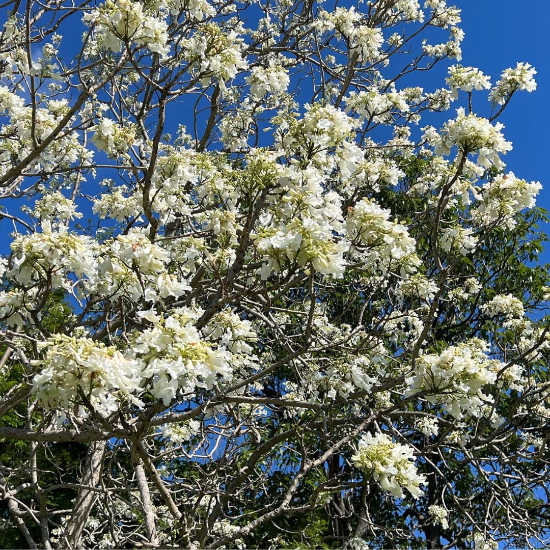 White Jacaranda Flower Seeds for Planting – Heirloom Non-GMO, High Germination Organic Garden Seeds