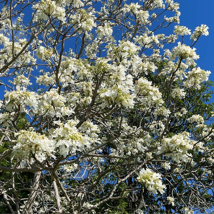 White Jacaranda Flower Seeds for Planting – Heirloom Non-GMO, High Germination Organic Garden Seeds