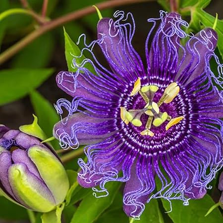 Purple Passiflora Incarnata fruit seeds for planting - Heirloom & Non-GMO garden seeds, vibrant medicinal variety