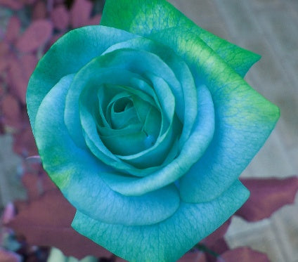 Blue Green Rose Flower Seeds for Planting – Cut Flower Favorite, Heirloom, Non-GMO, High Germination Organic Garden Seeds