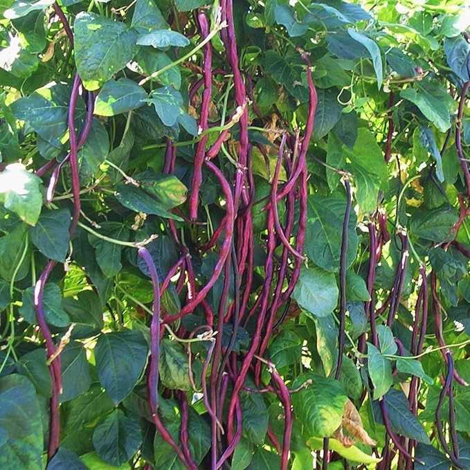 Maroon Yardlong Bean Seeds for Planting – Heirloom & Non-GMO Vegetable Seeds