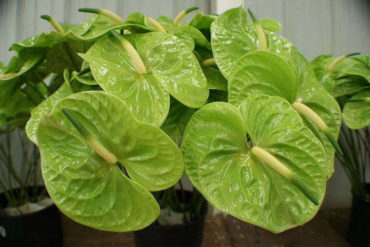 Light Green Anthurium Flower Seeds for Planting – Bright Blooms, Heirloom, Non-GMO Seeds for Home Garden