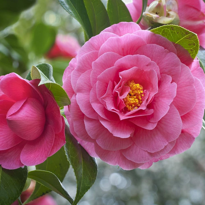 Camellia Japonica Flower Seeds for Planting – Heirloom Non-GMO, High Germination Organic Garden Seeds