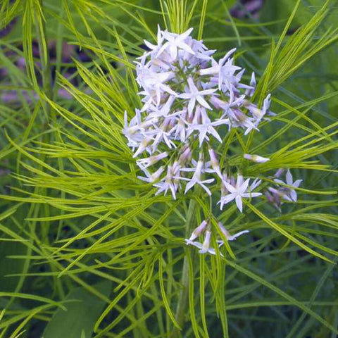 Flower Seeds, Seeds,Seeds For Planting,Plant Seeds