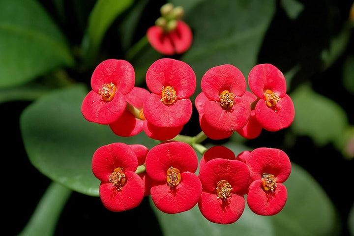 Milii Flower Seeds for Planting – Wildflower Mix, Heirloom Non-GMO, High Germination Organic Garden Seeds
