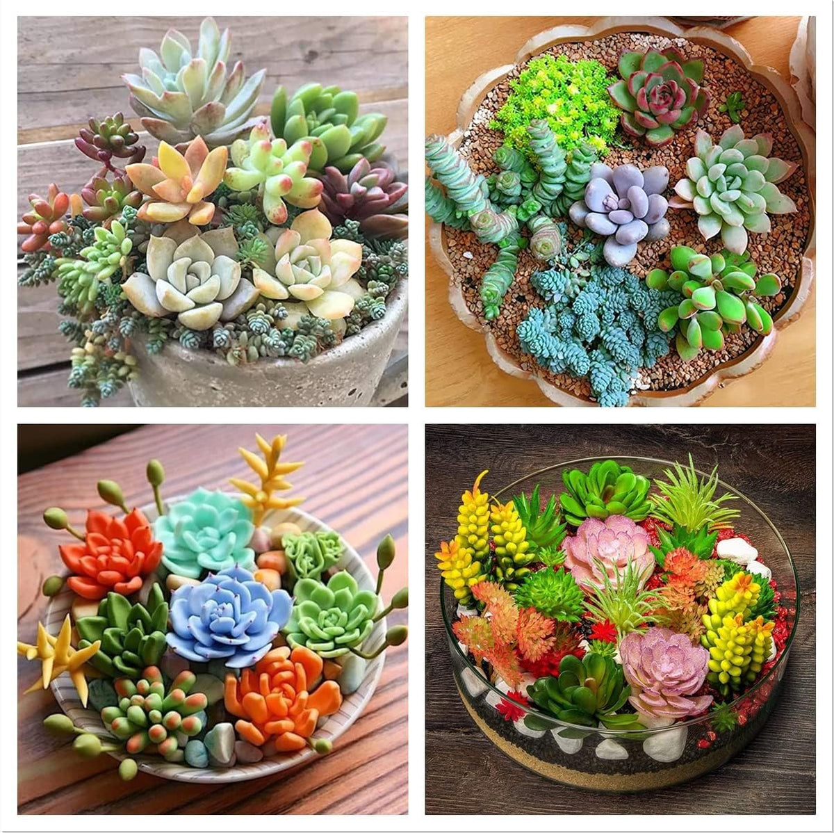 Green Red Succulent Flower Seeds – Heirloom, Non-GMO, Easy to Grow Organic Garden Seeds for Planting