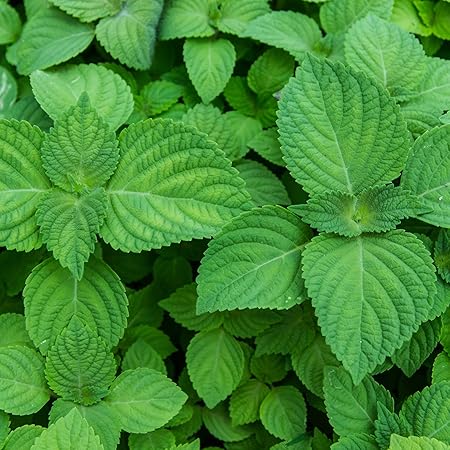 Shiso Herb Seeds for Planting – Heirloom, Non-GMO, Organic Garden Seeds with High Germination for Culinary Use