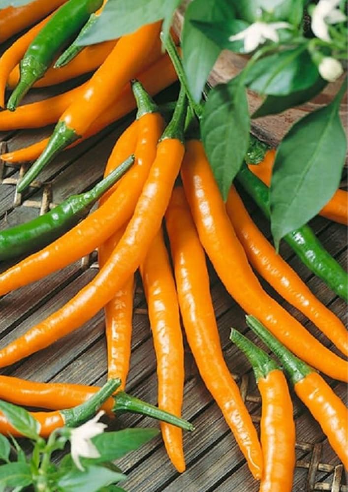 Orange Chili Vegetable Seeds for Planting – Heirloom & Non-GMO Chili Seeds